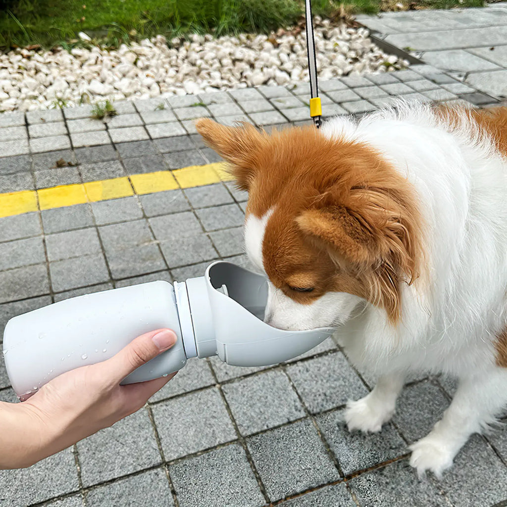 Gourde pliable pour chien 550 ml – CLEVI Paris