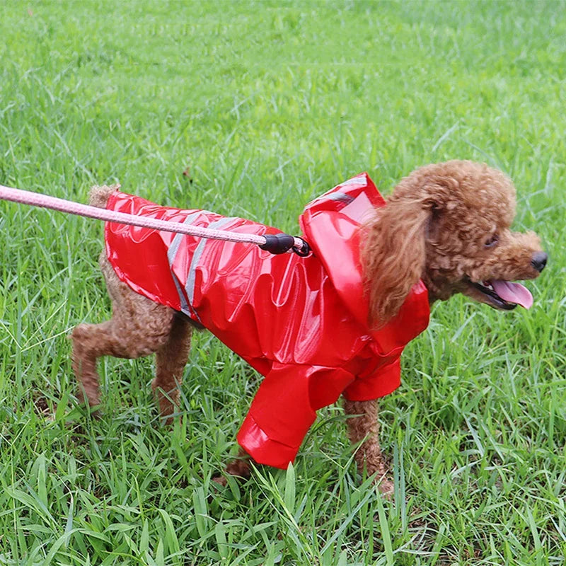 Imperméable réfléchissant pour petit chien – CLEVI Paris