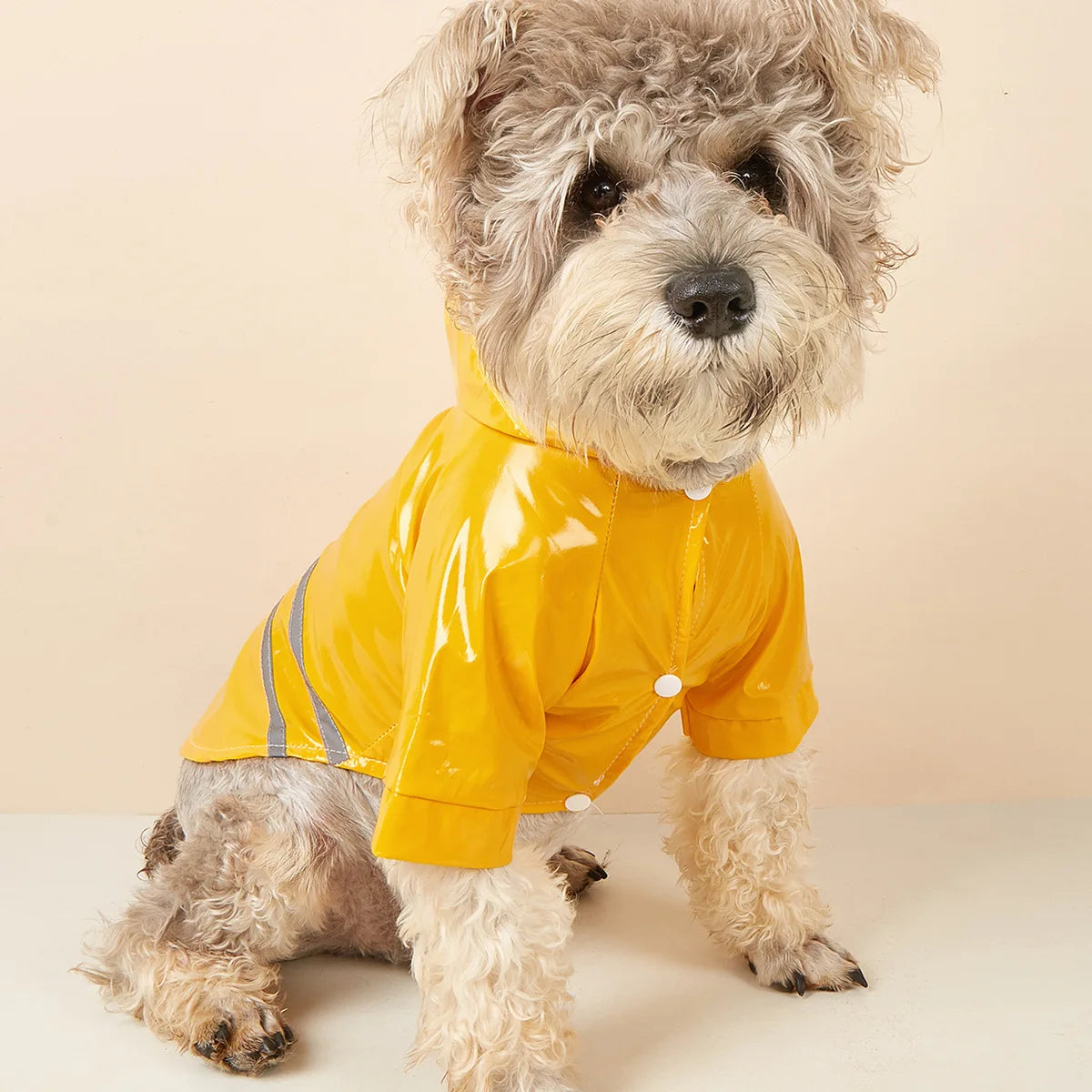 Imperméable réfléchissant pour petit chien – CLEVI Paris